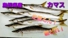 【定置もん】【朝どれ】【島根県産カマス】「○本日のお刺身【定置もん】【朝どれ！島根県産カマス】【島根県産中アジ】」