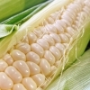 今年初！！ 宮崎県産「白とうもろこし(ピュアホワイト)」 | 佐々豊青果