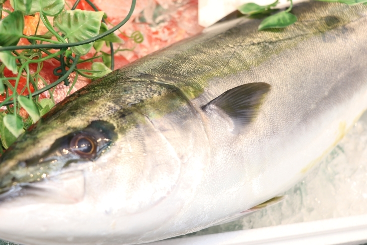 天津の天然ぶり　　100ｇ　98円+税「八千代市、佐倉市の鮮魚店 京成、東葉勝田台駅から徒歩10分 魚や山粋（ヤマスイ) 【6/3地魚から旬物、人気の定番品まで大奉仕。)】」