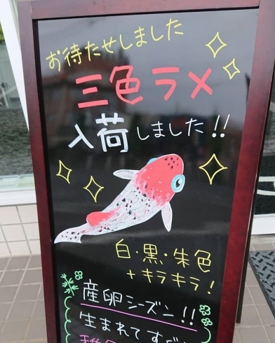 「おすすめ【めだかちゃん】の紹介です　『おさえん通りめだか販売店』」