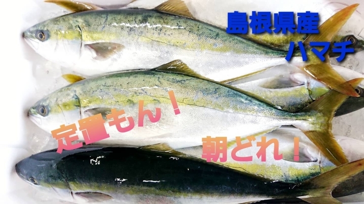 【定置もん】【朝どれ】【島根県産ハマチ】「○本日のお刺身【定置もん！朝どれ！島根県産ハマチ】【定置もん！島根県産白イカ】」