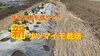 「サツマイモ栽培【昔ながらの芋作り】　タネのハシモト」