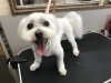 6月3日 カットコースのミントちゃん 犬猫のトリミング屋さんぽちのうち 犬 猫のトリミング屋さん ぽちのうちのニュース まいぷれ 船橋市