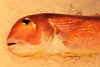 「八千代市、佐倉市の鮮魚店  京成、東葉勝田台駅から徒歩10分　 魚や山粋（ヤマスイ) 【6/6地魚から旬物、人気の定番品まで大奉仕。)】」