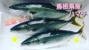 【定置もん】【島根県産ハマチ】「○本日のお刺身【定置もん！島根県産ハマチ】【釣りもん！島根県大社産ヨコワ】」