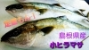 【定置もん】【島根県産小ヒラマサ】「○本日のお刺身【定置もん】【島根県産小ヒラマサ、海スズキ】」
