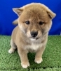 4月18日生れの柴犬ちゃん「6月のおやすみのご案内」