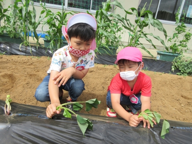 大きなお芋に育ってね♪「＊サツマイモの苗を植えました＊」