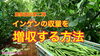 「【収量増】農家が教えるインゲンの定植から収穫方法　タネのハシモト」