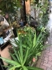 梅雨でも観葉植物入荷してます 本八幡のお花屋さん フラワーギフトが人気 芽ぶき屋 本八幡店のニュース まいぷれ 市川市