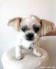 はじめましての「　ひめちゃん　」「はじめまして^ - ^」