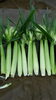 取り立てのヤングコーンは生食も可能です！「☆カラフル野菜の小山農園、ヤングコーン収穫開始☆」
