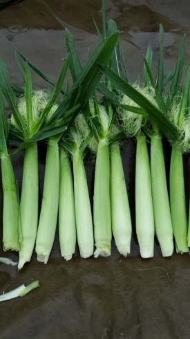 取り立てのヤングコーンは生食も可能です！「☆カラフル野菜の小山農園、ヤングコーン収穫開始☆」