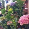アジサイ「【はなやホック皆生店】観葉植物、花鉢入荷しました！」