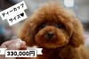 プードル「子犬のご紹介(^^♪」