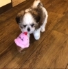 マルチーズと狆のミックス犬 マルチンの女の子 トリミング ペットショップ ｗａｎ チャンス ワンチャンス のニュース まいぷれ 舞鶴 綾部 福知山