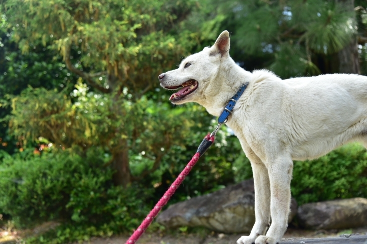 紀州犬「☀︎(๑• .̫ •๑) ✧久々の晴れ☀︎斐川町 仏壇」