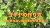 「ゴーヤの育て方【ツル6本仕立て】　タネのハシモト」