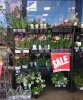 「【はなやHOK皆生店】！花の苗SALE！」