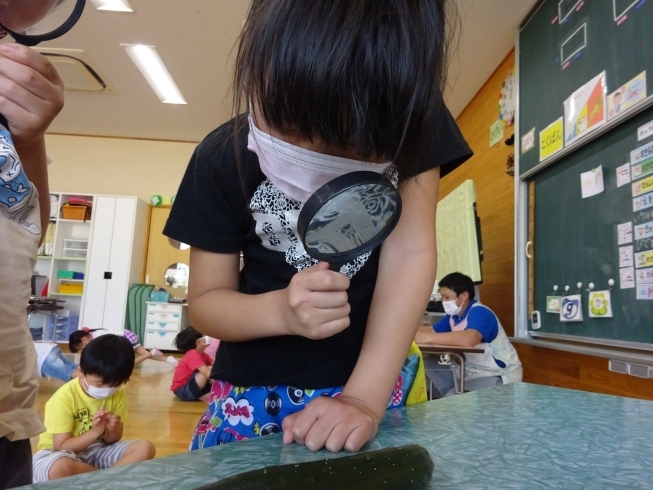 収穫したきゅうりの観察「麻生幼稚園の科学者たち」