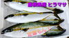 【定置もん】【島根県産ヒラマサ】「○本日のお刺身【定置もん】【島根県産ヒラマサ、海スズキ】」