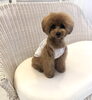 スタッフの愛プー テラちゃん♡「予約状況更新してます ^ - ^」