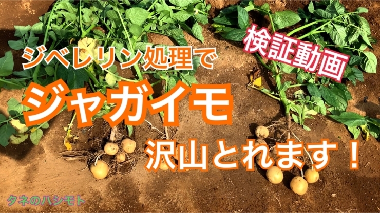 「【初検証】ジャガイモ沢山収穫　タネのハシモト」