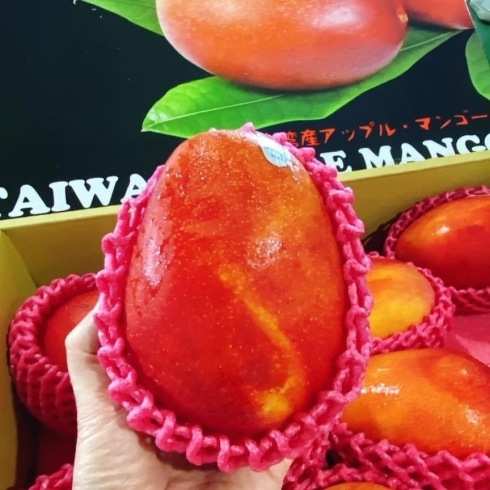 「台湾産の「アップルマンゴー」です♡」