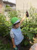 「菜園の収穫　次の園庭開放は６月２４日（水）午前１０時～正午」