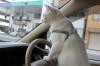 ワンサくんです 猫ですが 東大阪市ペット写真特集 うちのこどやぁっ まいぷれ 東大阪市
