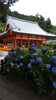 勝尾寺のアジサイ「GO TO キャンペーン！！」