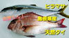 【島根県産ヒラマサ、天然タイ】「○本日のお刺身【定置もん】【島根県産ヒラマサ、天然タイ】」