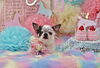 Happybirthday　まめちゃん「Anniversaryphoto　(*^_^*)」