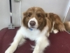 6月24日 シャンプーコースのベイブちゃん 犬猫のトリミング屋