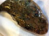 鯒（コチ）「若」