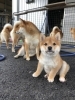 豆柴子犬