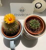 サボテンの花「開花」