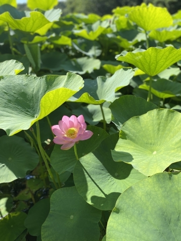 「♫初夏ですね♫」