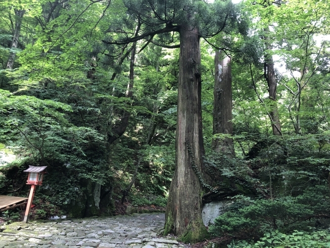 大神山神社参道　①「7月１日の営業について」