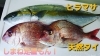 【定置もん！】【島根県産ヒラマサ、天然タイ】「○本日のお刺身【定置もん】【島根県産ヒラマサ、天然タイ】」
