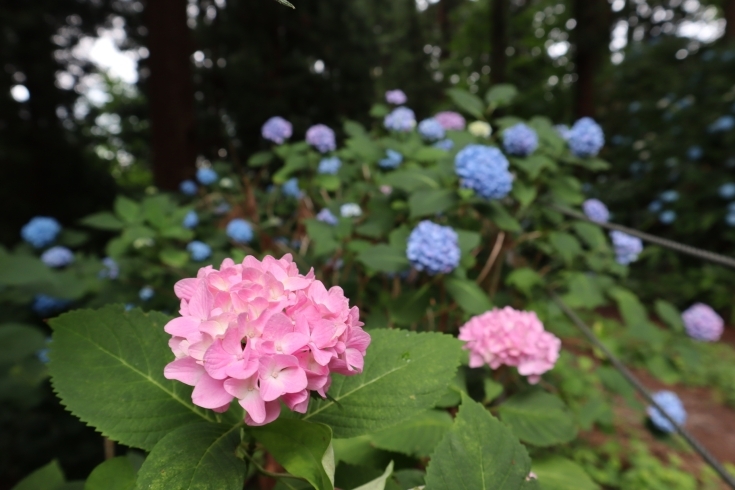 「紫陽花で有名な、白鷹町の【八乙女八幡神社】に伺いました❕」