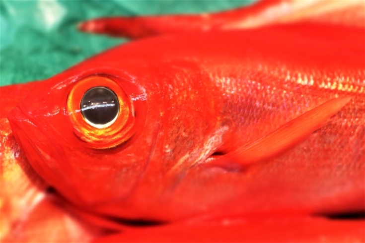 銚子釣金目鯛「八千代市、佐倉市の鮮魚店  京成、東葉勝田台駅から徒歩10分　 魚や山粋（ヤマスイ) 【7/1地魚から旬物、人気の定番品まで大奉仕。)】」