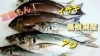 【定置もん】【島根県産イサキ、アジ】「○本日のお刺身【定置もん】【島根県産イサキ、アジ】」