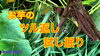 「サツマイモの収穫に向けて！【ツル返しから試し掘り】　タネのハシモト」