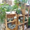 「『はやなホック皆生店』多肉植物」