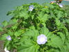 「さつまいもの苗を植えました」