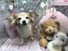 7月2日 カットコースのマロンちゃん 犬猫のトリミング屋さんぽちのうち 犬 猫のトリミング屋さん ぽちのうちのニュース まいぷれ 船橋市