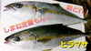 【定置もん】島根県産ヒラマサ「○本日のお刺身【定置もん】【島根県産ヒラマサ、天然タイ】」