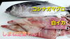 しまね定置もん！「○本日のお刺身【定置もん】【島根県産コシナガマグロ、白イカ】」