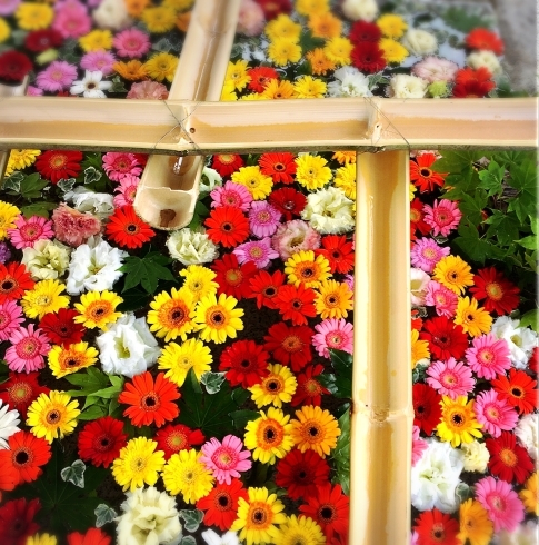 第一回目のお花は、ガーベラです♡その数500輪！！「”花手水（はなちょうず）”　ＩＮ　住吉神社」
